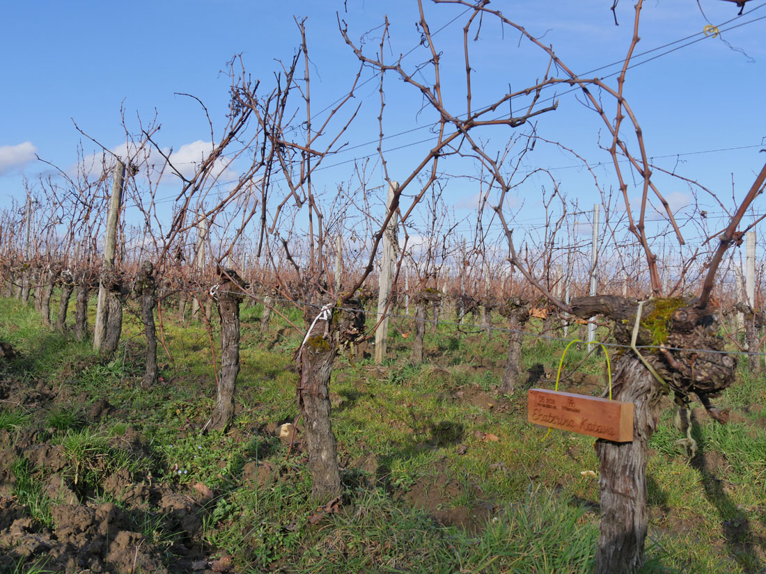 Виноградник на урожай